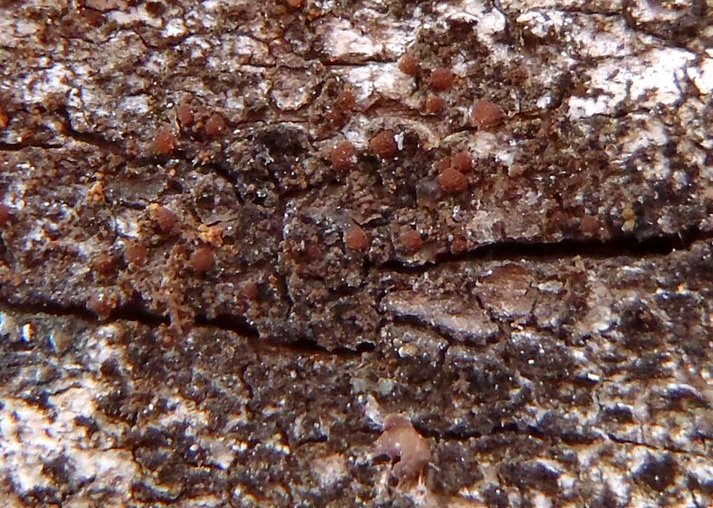 Представитель Семейства Arctomiaceae